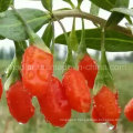 Native Organic Ningxia Goji Berries